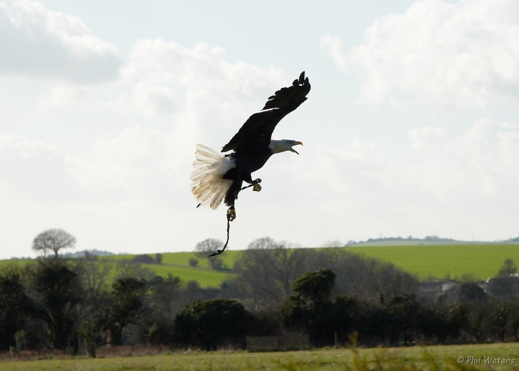 Hawk_Conservancy 174.jpg